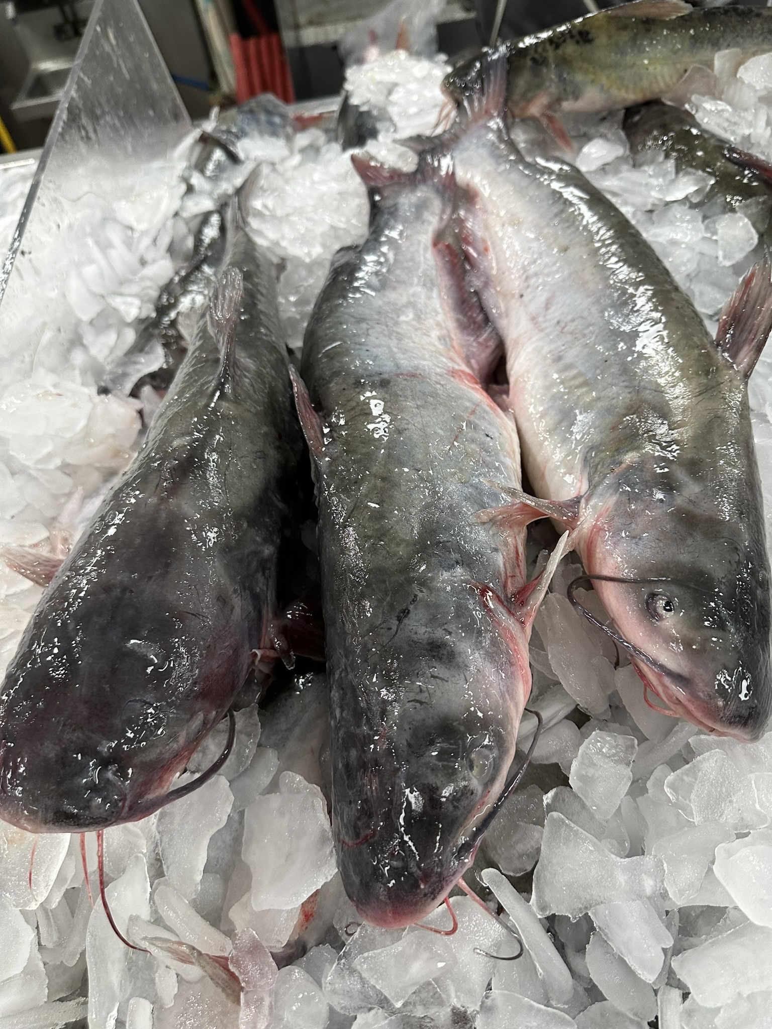 Fresh Catfish